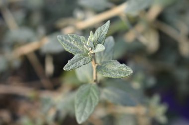 Ağaç yaprakları - Latince adı - Teucrium fruticans