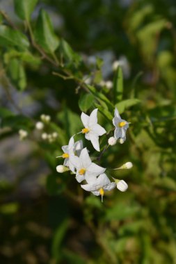 Patates asma-Latince adı-Solanum laxum (Solanum jasminoides)