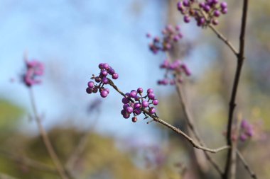 Mor Böğürtlen - Latince adı - Callicarpa ikilemi