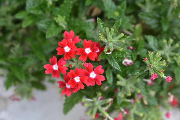 Verbena Takıntısı Göz Çiçekleri Ile Kırmızıya Dönüyor Latince Adı Verbena — Stok fotoğraf