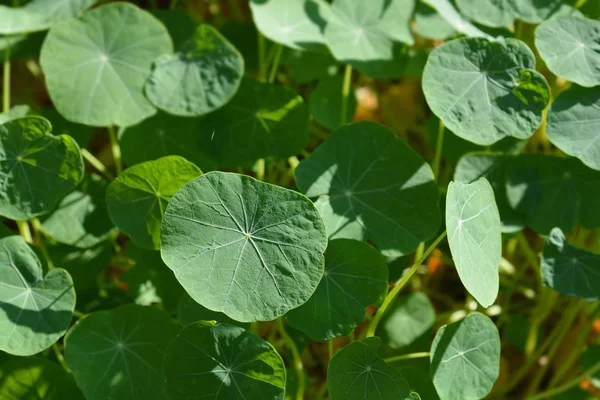 Liście Nasturcji Ogrodowej Nazwa Łacińska Tropaeolum Majus — Zdjęcie stockowe