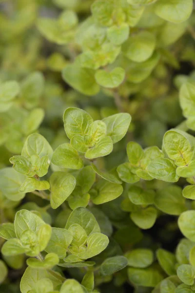 Gouden Origano Goldtaler Bladeren Latijnse Naam Origanum Vulgare Goldtaler — Stockfoto