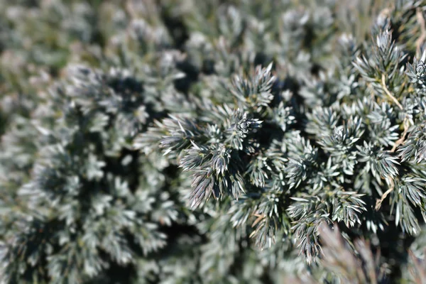 Flaky Juniper Blue Star Латинська Назва Juniperus Squamata Blue Star — стокове фото