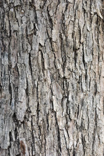 Common Olive Bark Detail Latin Name Olea Europaea — Stock Photo, Image