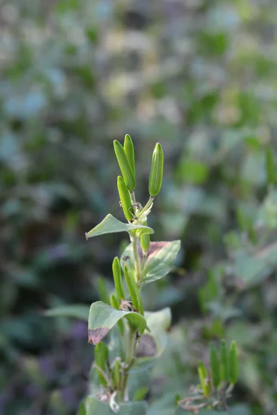 Hairy Toad Lily Seed Pods Латинское Название Tricyrtis Hirta — стоковое фото