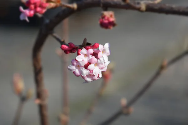 Palla di neve Viburnum bodnantense "Dawn" - fiorisce in inverno-ROSA 