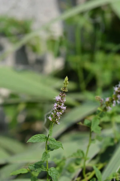 Genel Nane Çiçeği Latince Adı Mentha Spicata — Stok fotoğraf