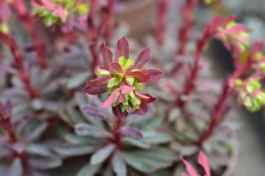 Ahşap rengi Purpurea çiçeği - Latince adı Euphorbia amigdaloides Purpurea