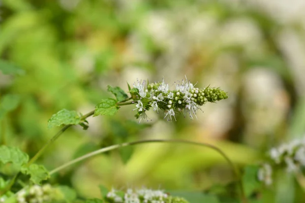 Common mint flower - Latin name - Mentha spicata