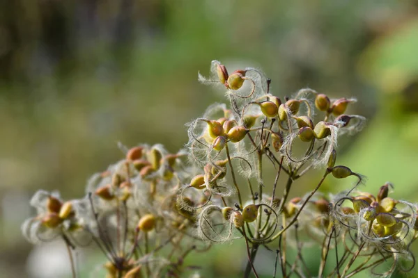 Erect Clematis Seed Heads Latin Name Clematis Recta — Stock Photo, Image