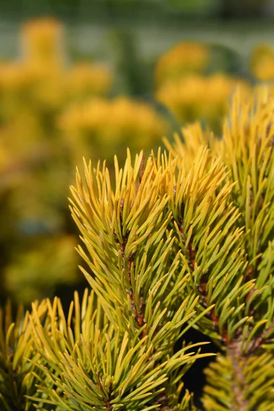 Carstens Wintergold Mugo Pine Latin Name Pinus Mugo Carstens Wintergold — Stock Photo, Image