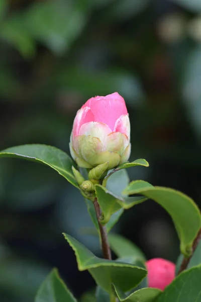 Camellia Flower Bud Latin Name Camellia Japonica — Stock Photo, Image