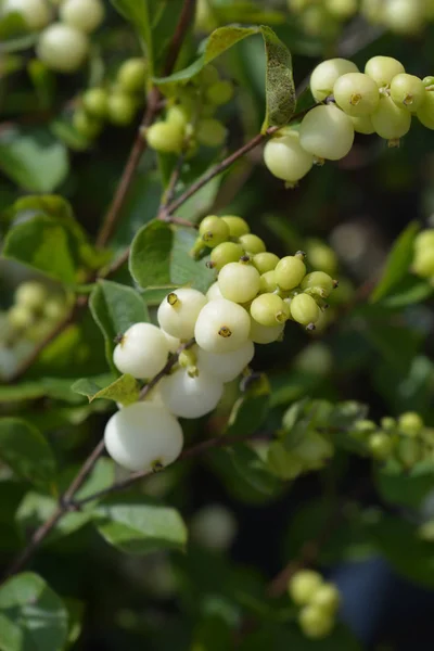 Snowberry Magical Galaxy Latijnse Naam Symphoricarpos Doorenbosii Magical Galaxy — Stockfoto