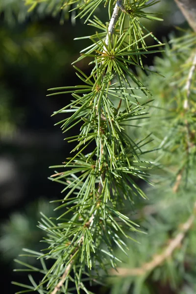 Cedar Lebanon Branch Latin Name Cedrus Libani — Stock Photo, Image