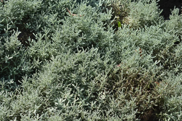 Listy Cypřišové Levandule Latinský Název Santolina Chamaecyparissus — Stock fotografie