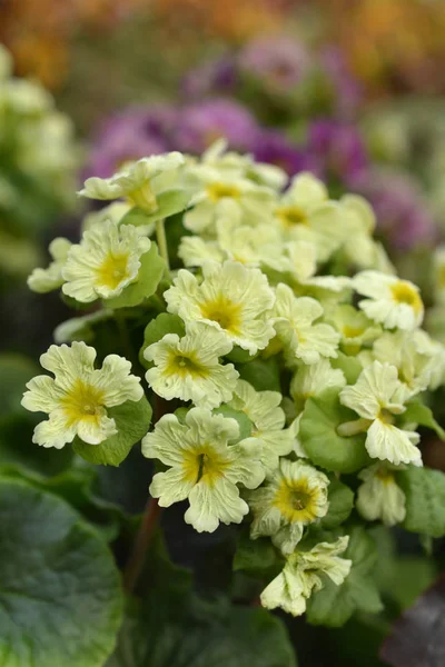 Sarı Zehirli Çuha Çiçeği Latince Adı Primula Obconica — Stok fotoğraf