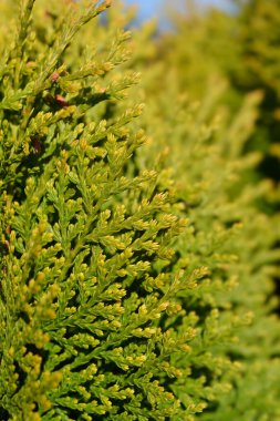 Dwarf Golden Oriental thuja - Latince adı - Platycladus orientalis Aurea Nana (Thuja orientalis Aurea Nana)