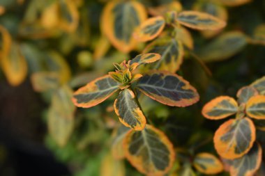Kışlık Zümrüt ve Altın - Latince adı Euonymus Fortei Emerald ve Gold