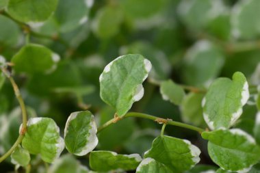 Sürünen İncir Beyaz Sunny - Latince adı Ficus pumila White Sunny
