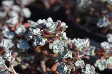 Broadleaf stonecrop - Latince adı - Sedum spathulifolium