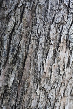 Genel zeytin kabuğu detayı - Latince adı - Olea europaea