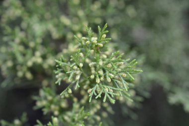 Savin Juniper - Latince adı - Juniperus Sabina