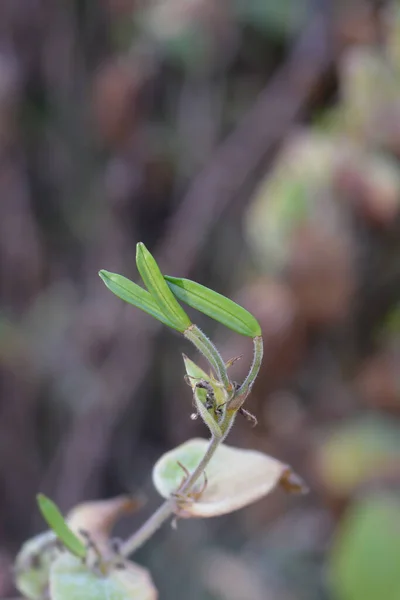 Harige Pad Lelie Zaad Peulen Latijnse Naam Tricyrtis Hirta — Stockfoto