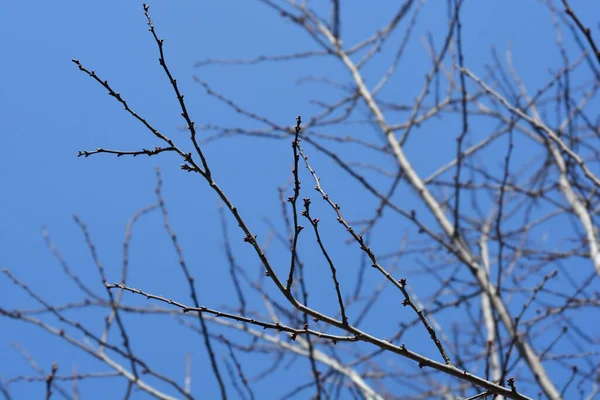黑樱桃李分枝 拉丁文名 Prunus Cerasifera Nigra — 图库照片