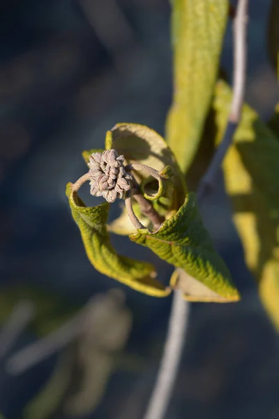 Скручене Листя Вібурнума Квіткові Бруньки Латинська Назва Viburnum Rhyridophyllum — стокове фото