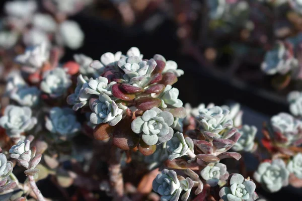 Stonecrop Broadleaf Denominação Latina Sedum Spathulifolium — Fotografia de Stock