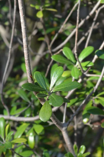 Karo Leaves Latin Name Pittosporum Crassifolium — Stock Photo, Image