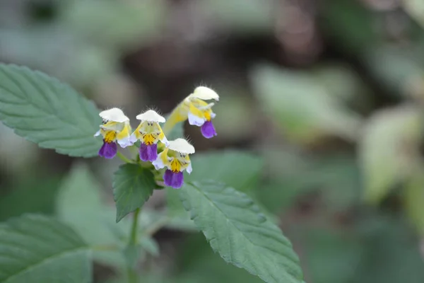 Ortiga Cáñamo Flores Grandes Nombre Latino Galeopsis Speciosa — Foto de Stock