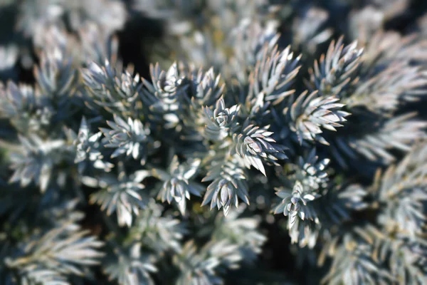 Flockiger Wacholder Blauer Stern Lateinischer Name Juniperus Squamata Blauer Stern — Stockfoto