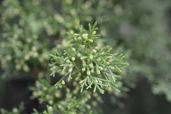 Savin Juniper Latinské Jméno Juniperus Sabina — Stock fotografie