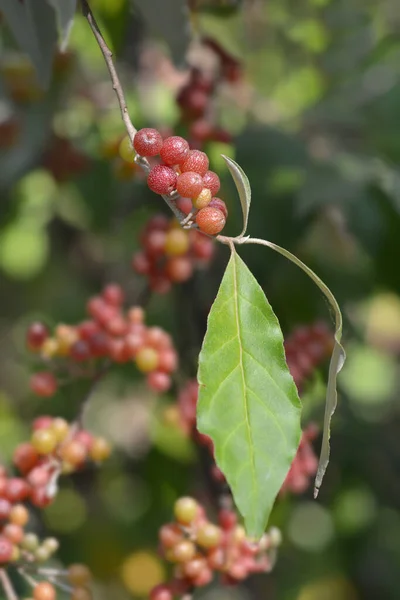 Podzimní Olivová Ratolest Latinský Název Elaeagnus Umbellata — Stock fotografie