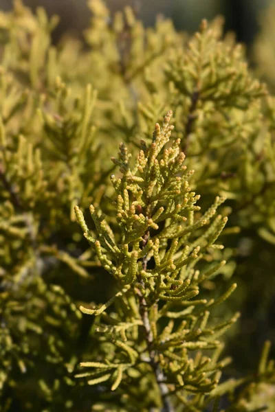 Çin Ardıcı Eski Altın Latince Adı Juniperus Medya Eski Altın — Stok fotoğraf