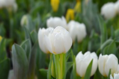 Lale Beyaz Bebek - Latince adı - Tulipa Beyaz Bebek