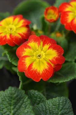 Turuncu ve sarı İngiliz Primrose - Latince adı - Primula Polyanthus melezleri