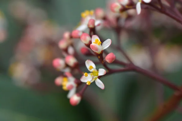 Skimmia Rubella Flowers Latin Name Skimmia Japonica Rubella — стокове фото
