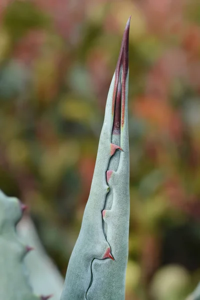 Лист Растения Века Латинское Название Agave Americana — стоковое фото