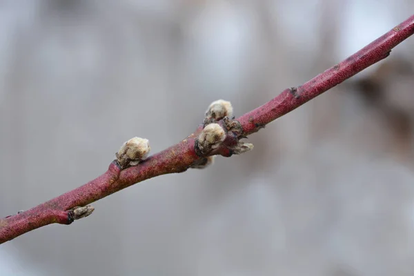 Springcrest Ροδάκινο Υποκατάστημα Μπουμπούκια Λατινική Ονομασία Prunus Persica Springcrest — Φωτογραφία Αρχείου