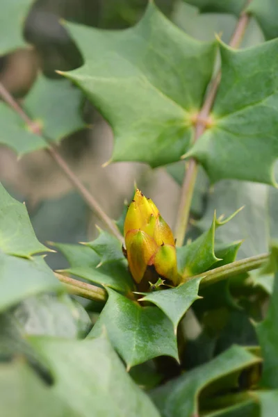 Όρεγκον Λατινική Ονομασία Berberis Hortensis Mahonia Media Φιλανθρωπία — Φωτογραφία Αρχείου