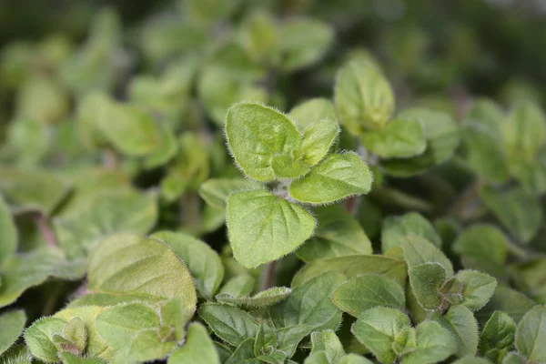 Umumnya Daun Marjoram Nama Latin Origanum Vulgare — Stok Foto