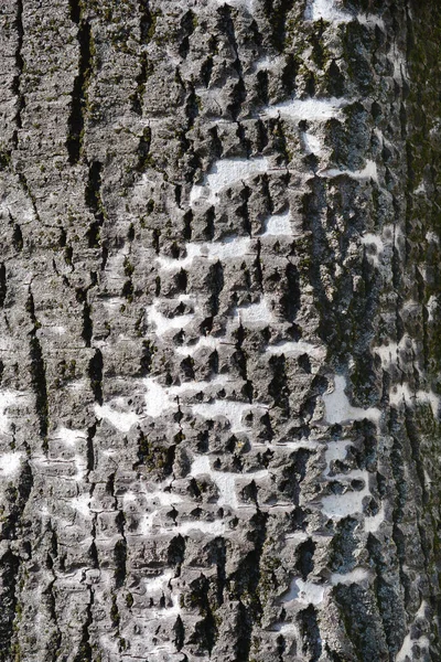 Szczegóły Kory Topoli Białej Nazwa Łacińska Populus Alba — Zdjęcie stockowe