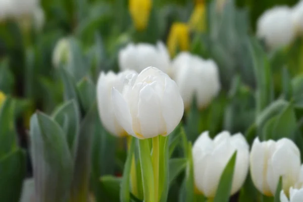 Tulip White Baby Латинское Название Tulipa White Baby — стоковое фото