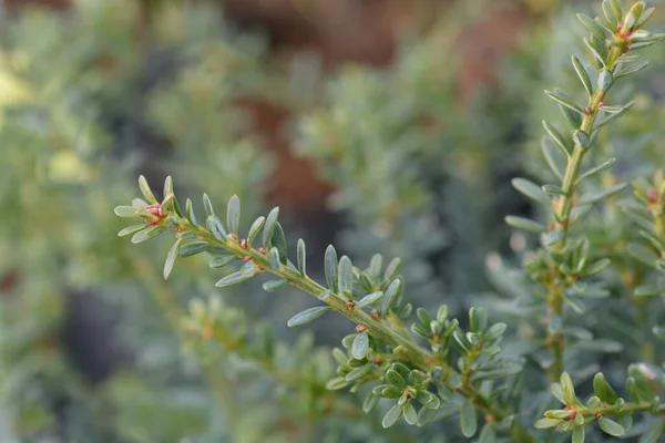 태즈메이니아 주걱푸른 라틴어 Podocarpus Alpinus — 스톡 사진