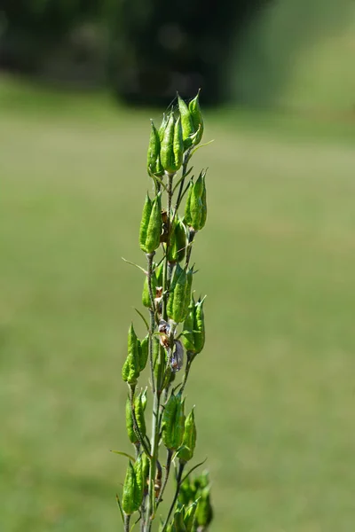 Alpine Delphinium Pacific Giant Seed Pods Latin Name Delphinium Elatum — Stock Photo, Image