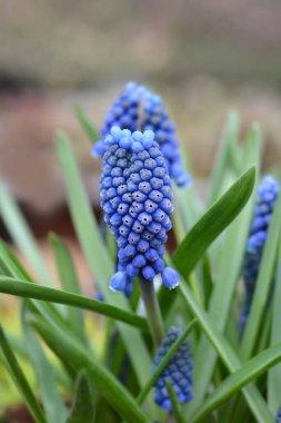 Üzüm Hyacinth Büyük Gülümse - Latince adı - Muscari Büyük Gülümseme