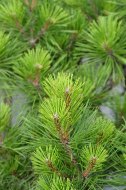 Pierrick Bregeon Kara Çam - Latince adı Pinus nigra Pierrick Bregeon