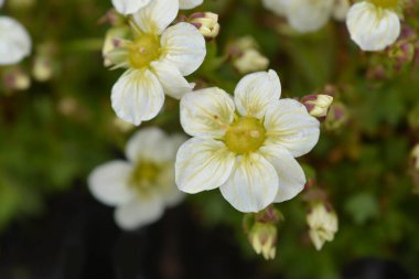 Saxifrage Kar Halısı - Latince adı Saxifraga x arendsii Schneeteppich